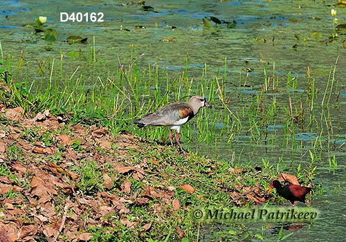Southern Lapwing (Vanellus chilensis)